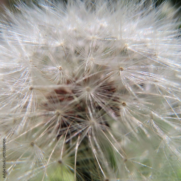 Obraz 日本で春にタンポポが黄色い花を咲かせています