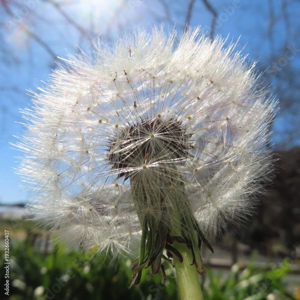 Obraz 日本で春にタンポポが黄色い花を咲かせています