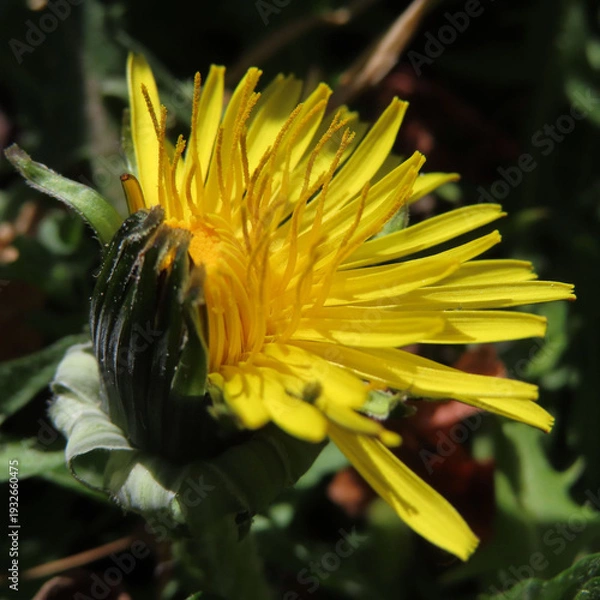 Obraz 日本で春にタンポポが黄色い花を咲かせています