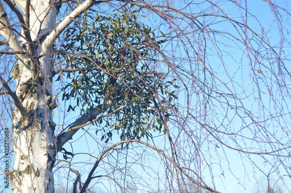 Obraz Witches' broom on a tree