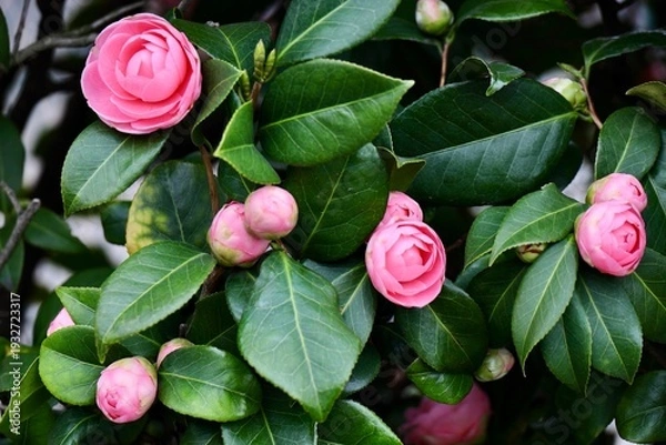 Obraz 包みボタンのような椿の花と蕾