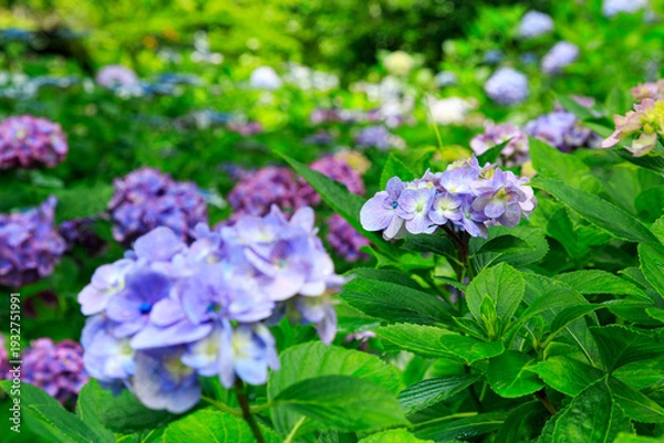 Obraz 紫陽花が彩る初夏のガーデン風景