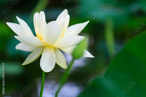 Obraz 蓮池に咲く蓮の花と葉