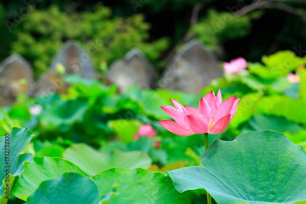 Obraz 蓮池に咲く蓮の花と葉
