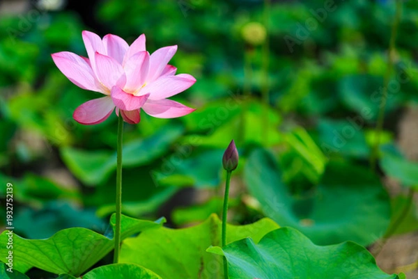 Obraz 蓮池に咲く蓮の花と葉