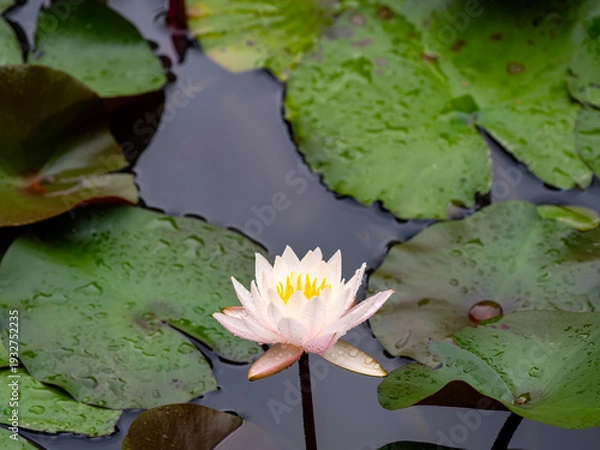 Obraz 雨粒が残る睡蓮の花と水面