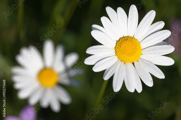 Obraz White oxeye daisy