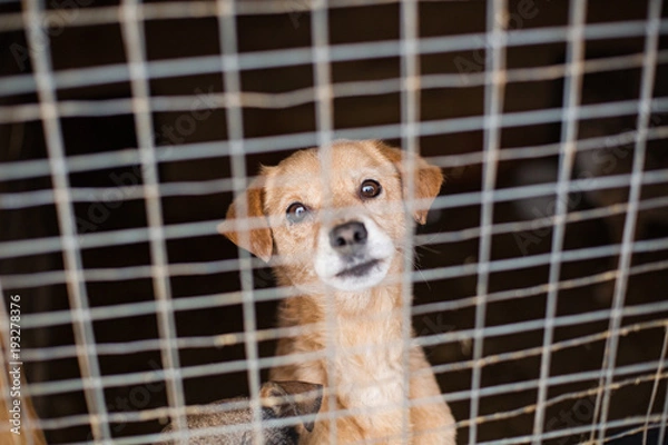 Fototapeta the homeless dog behind the bars looks with huge sad eyes with the hope of finding a home and a host