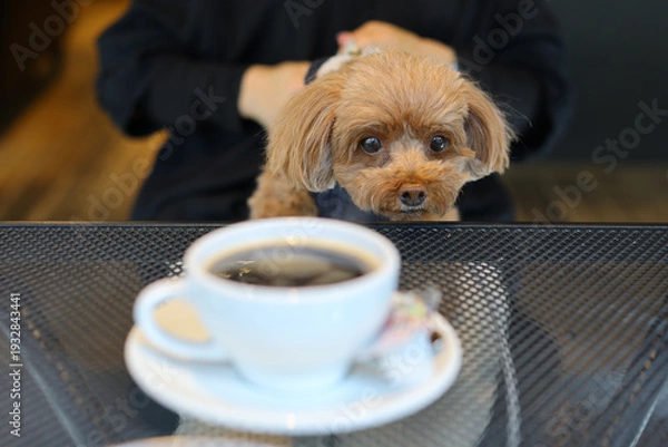 Fototapeta ドッグカフェでコーヒーに興味をもったトイ・プードル