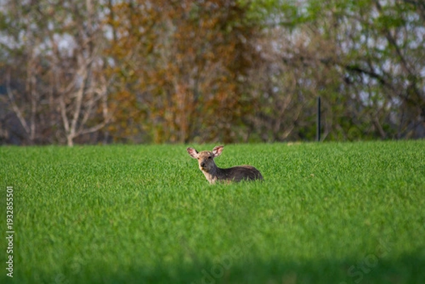 Obraz 草の上に寝そべる野生のシカ
