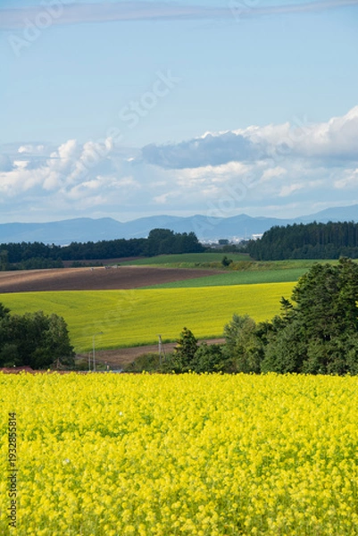 Obraz 黄色いナノハナが咲き乱れる丘陵地帯
