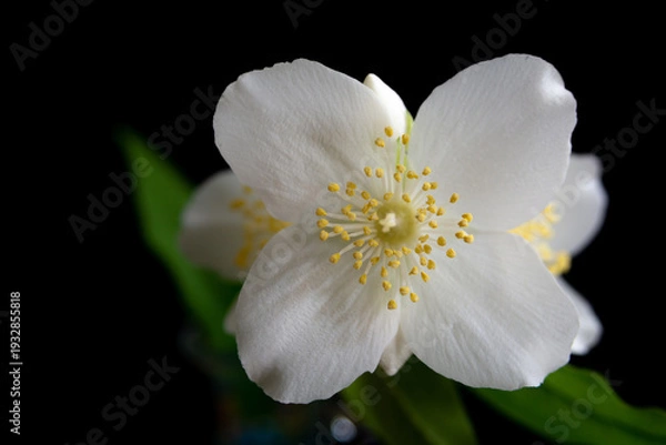 Obraz 黒背景の白い花　バイカウツギ
