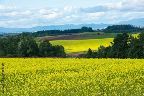 Obraz 黄色いナノハナが咲き乱れる丘陵地帯