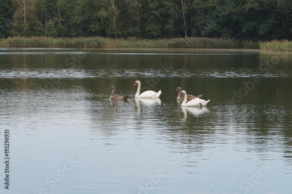 Fototapeta Młode łabędzie