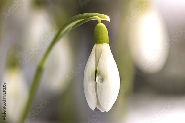 Fototapeta Schneeglöckchen
