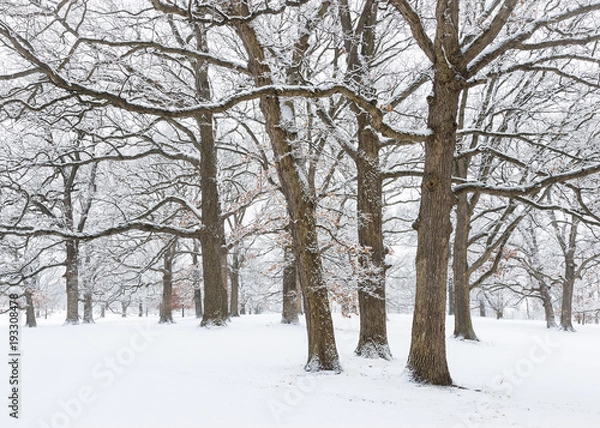 Fototapeta Heavy snow clings to every twig and branch, transforming a grove of oak trees into a magical winter scene.