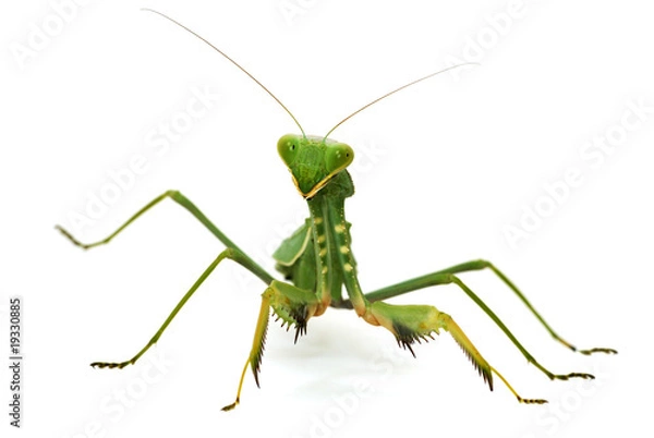 Obraz Modliszka zielona na białym tle