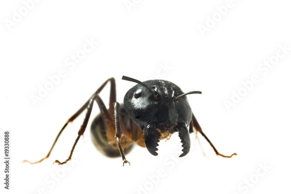 Obraz Big Ant isolated on white background
