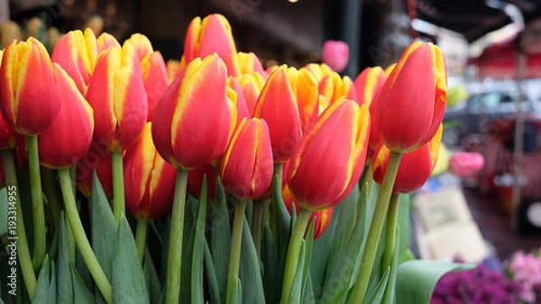 Obraz Tulips In Bloom