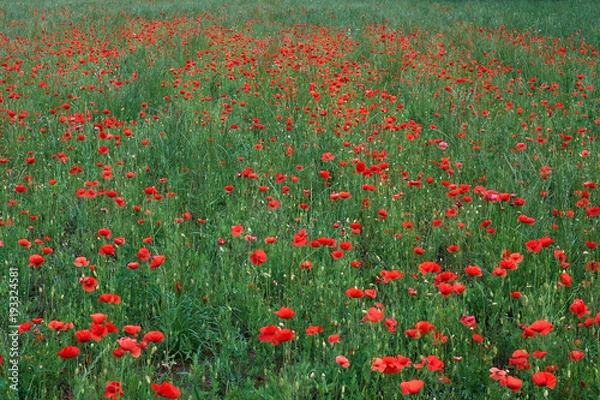 Obraz Red wild poppies