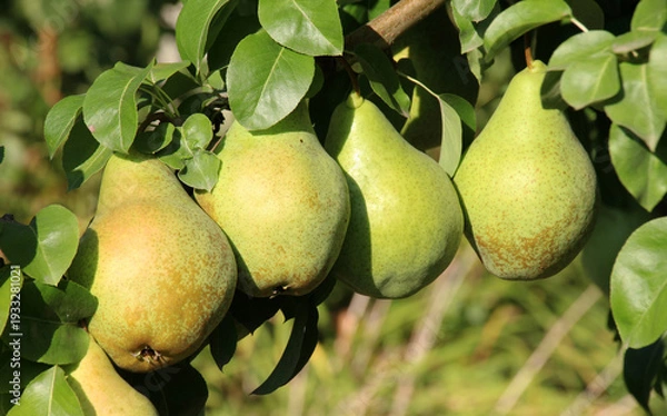 Obraz Pears ripen on the tree branch.
