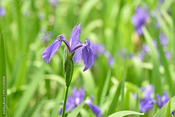 Obraz 大田の澤のかきつばた群落(京都市北区)