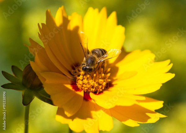 Obraz Coreopsis, (Coreopsis lanceolata)