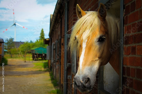 Obraz Pferde Portrait