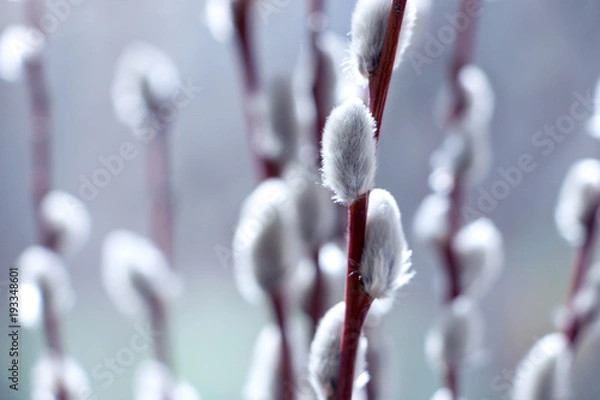 Fototapeta willow twigs