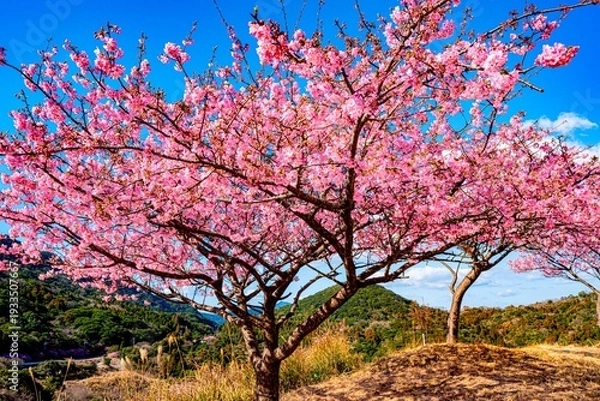 Obraz 四浦半島の河津桜
