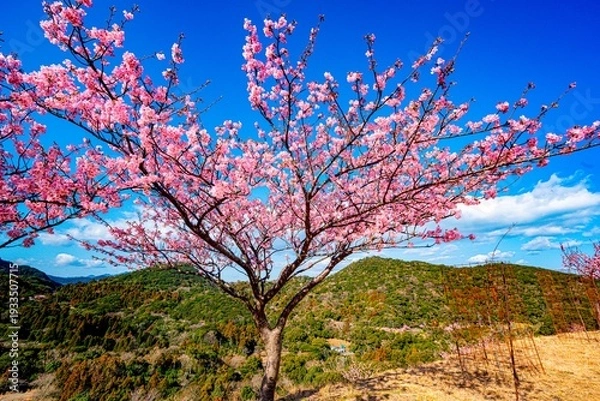 Obraz 四浦半島の河津桜