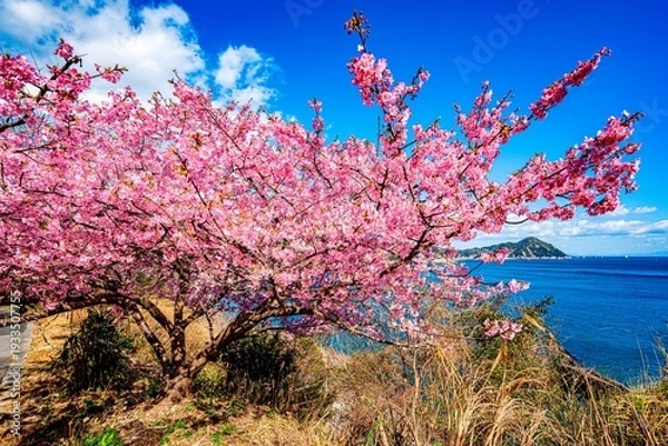 Obraz 四浦半島の河津桜