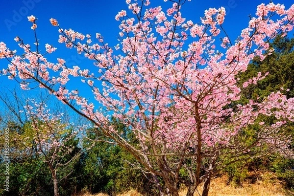 Obraz 四浦半島の河津桜