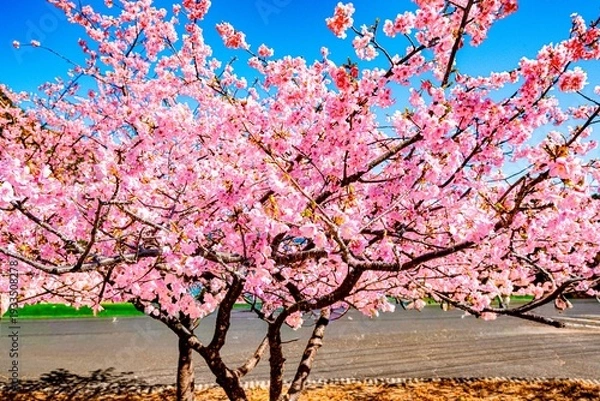 Obraz 四浦半島の河津桜