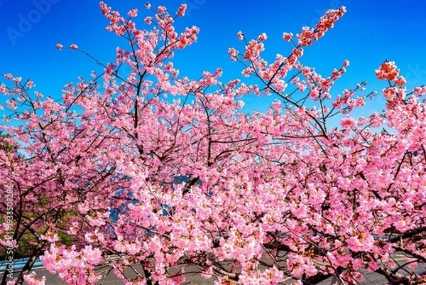 Obraz 四浦半島の河津桜