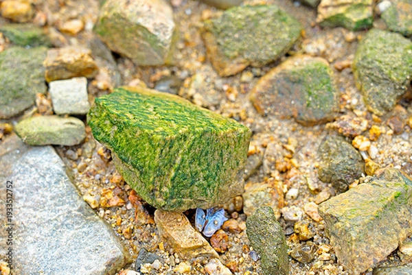 Obraz 苔むした岩