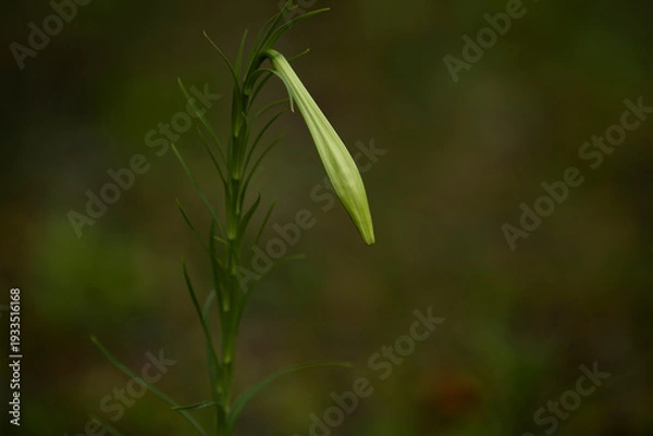 Obraz ユリのつぼみ