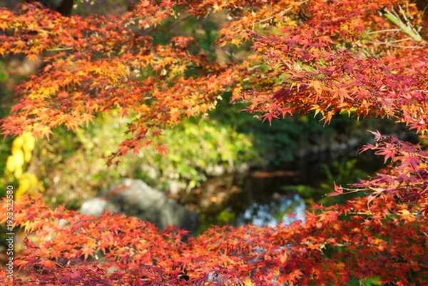 Obraz 秋色に染まる紅葉の風景