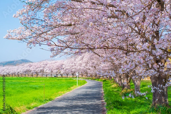 Obraz 都幾川桜堤