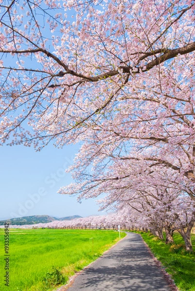 Obraz 都幾川桜堤