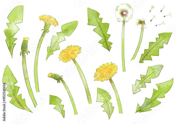 Obraz たんぽぽのイラスト　手描き　水彩風