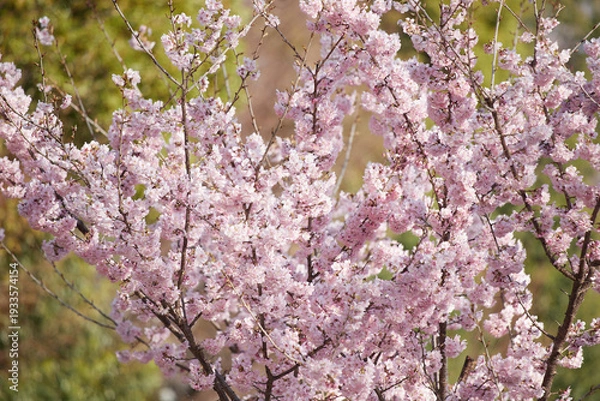 Obraz 春の名古屋の名城公園の咲いている河津桜の風景