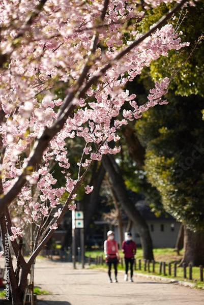 Obraz 春の名古屋の名城公園の咲いている河津桜とジョギングする女性の姿
