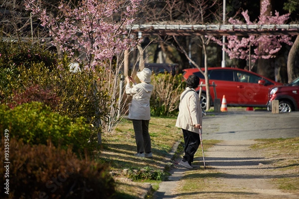 Obraz 春の公園で満開の桜を撮影するシニア女性と散歩するシニア女性の姿