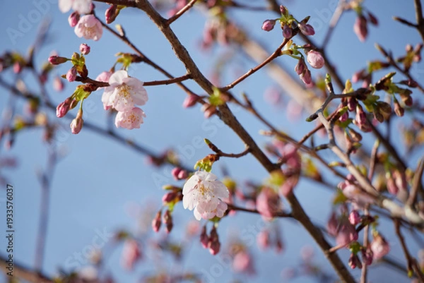 Obraz 春の名古屋の名城公園の咲いている河津桜の風景