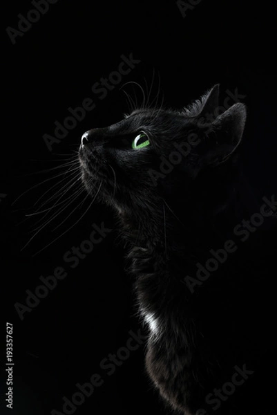 Obraz Black cat