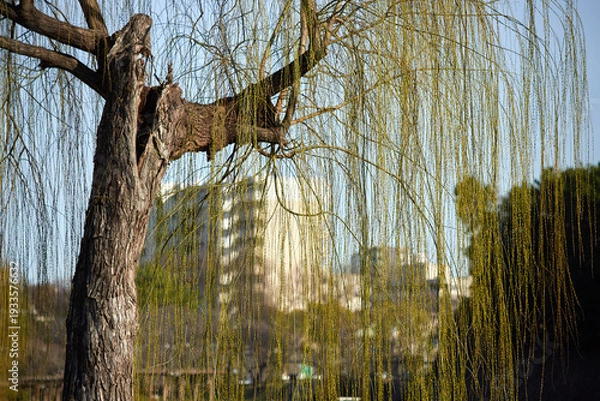 Obraz 春の名古屋の名城公園の柳の木の新緑の風景