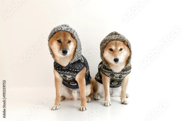 Obraz 柴犬・パーカー