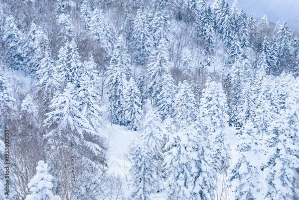 Obraz 岐阜県　雪山