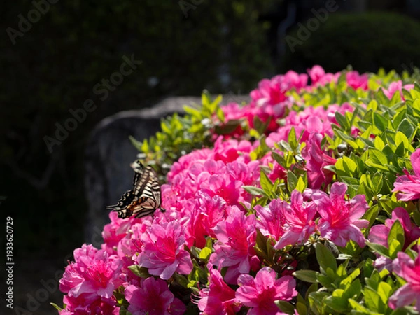Obraz 五月の光と生命の謳歌。ツツジに憩うアゲハチョウの決定的瞬間